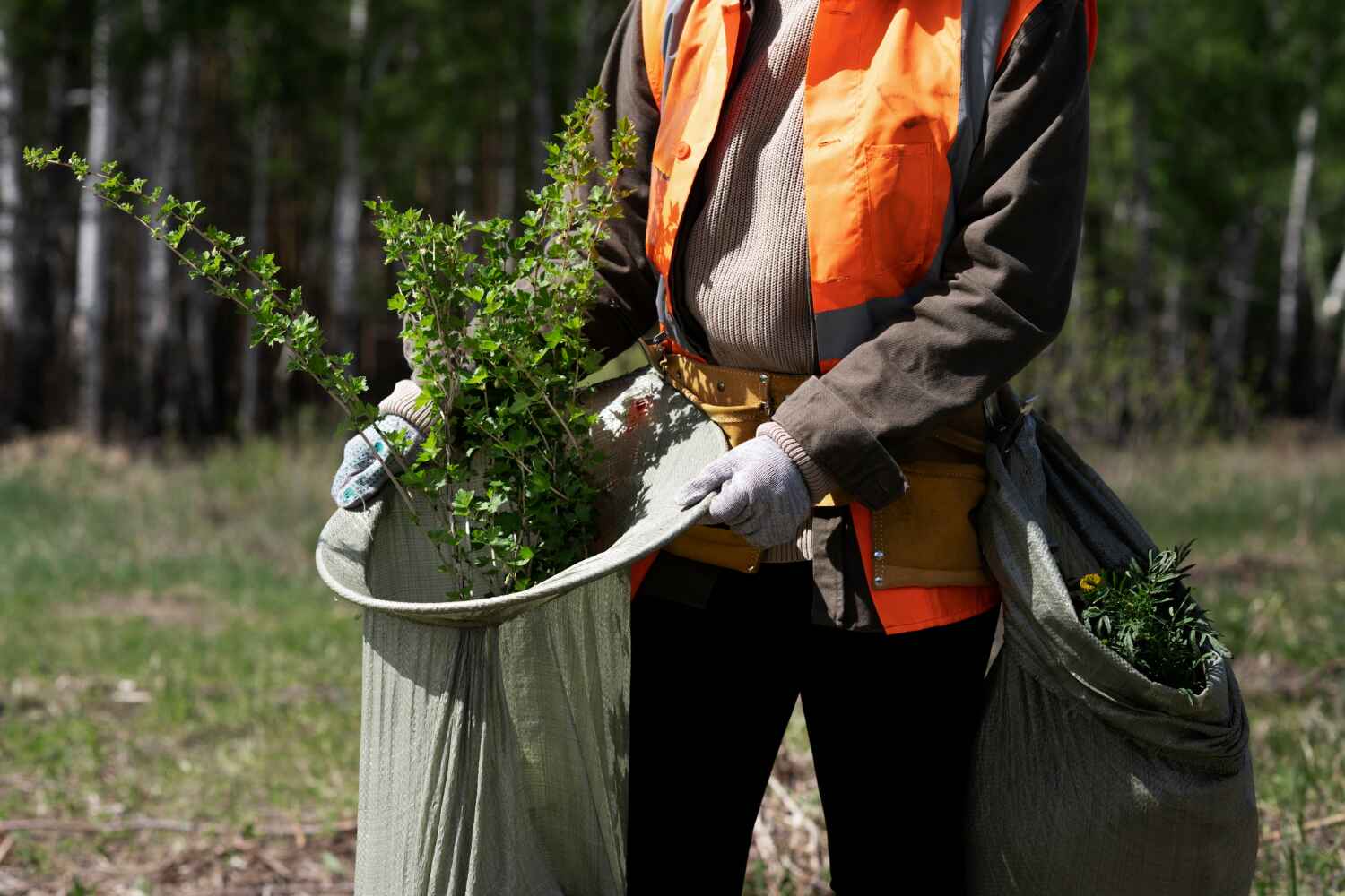 The Steps Involved in Our Tree Care Process in Serenada, TX